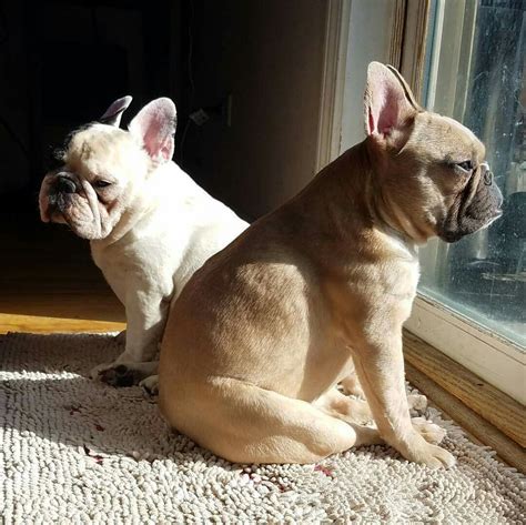  The kennel is owned and led by Cassandra, a longtime French Bulldog lover