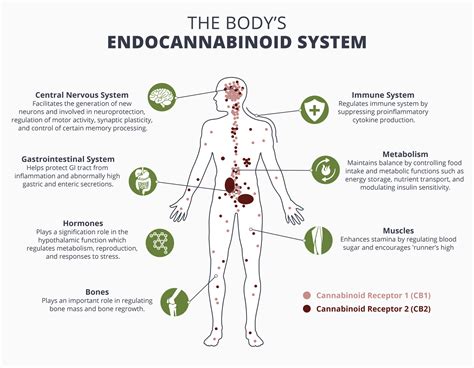  The key players in the endocannabinoid system are endocannabinoids messengers , cannabinoid receptors and enzymes