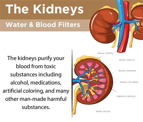  The kidneys and liver specifically help the body filter and expel unwanted substances through urine or excrement