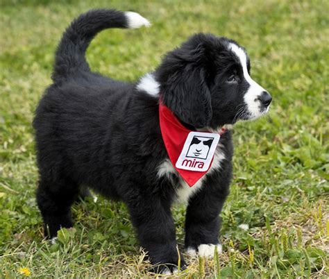  The labernese mix was originally created in the s by the Mira Foundation in Canada as a service dog for the disabled, blind, and visually impaired