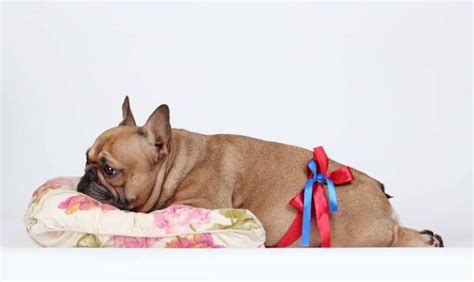  The labor process for French Bulldogs is often long and, well, laborious