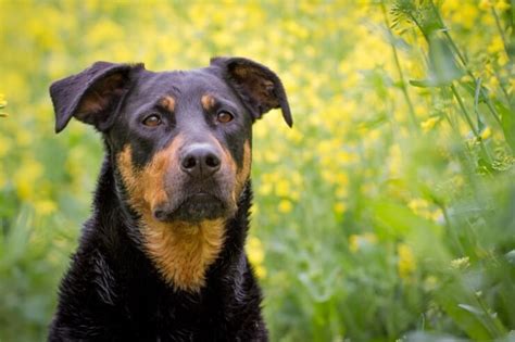  The large, loyal Rottweiler is a calm, confident, and courageous guardian dog and companion