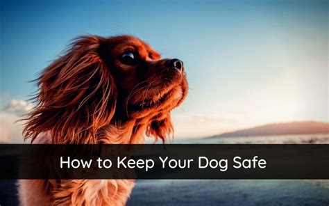  The light formulation is ideal for keeping your dog