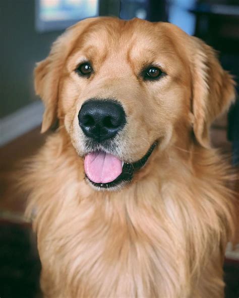  The list of articles will be growing all the time to cover everything from understanding what natural personality characteristics of a Golden Retriever are, why they act the way do, what behavior issues are, how they can develop and how to solve common Golden Retriever behavior problems
