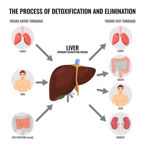  The liver is the primary organ responsible for filtering toxins