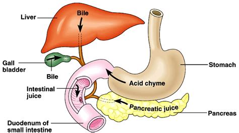  The liver plays a pivotal role in this breakdown process