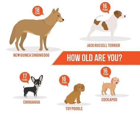  The longer a dog lives, the more extensive their aging process will be