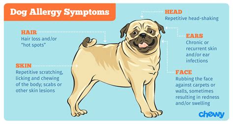  The main causes of dog allergies come in the form of fur, saliva, and dander