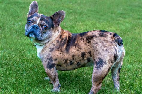  The main colors of Frengles are tri, brown, cream, brindle, and spotted
