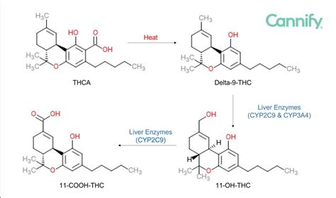  The main metabolites of THC then enter the bloodstream
