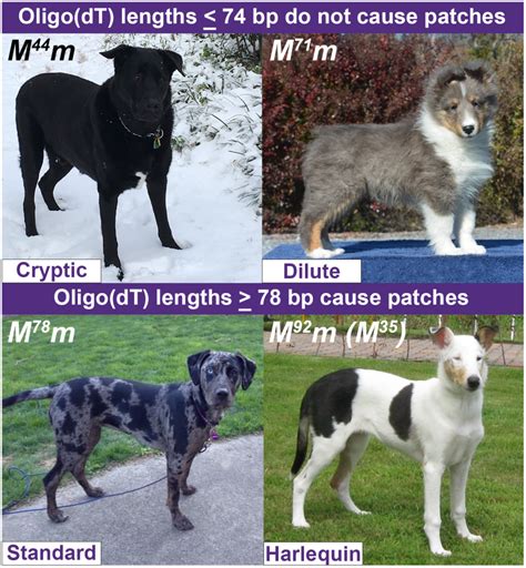  The merle pattern can also be combined with other coat patterns such as piebald or ticking