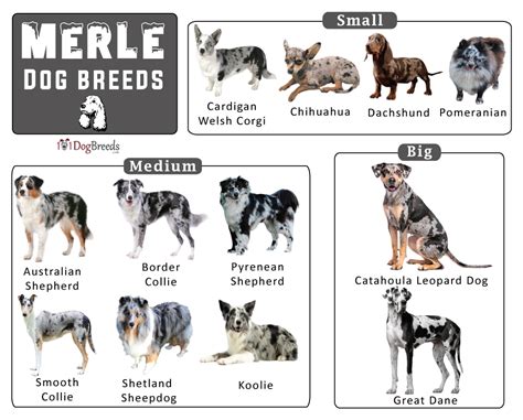  The merle pattern in this breed can only be explained through the existence of the merle gene