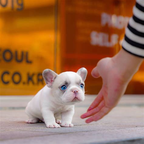  The micro mini Royal Frenchie is closer to the size of a mini or teacup French bulldog, ranging between 9 and 14 pounds