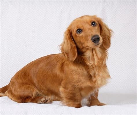  The miniature Dachshund is typically inches tall and weighs 11 pounds or less