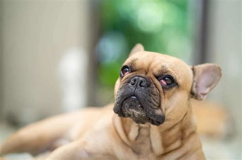  The mixed with the Bulldog might be prone to cardiac and respiratory disease, hip dysplasia, cherry eye, and other concerns