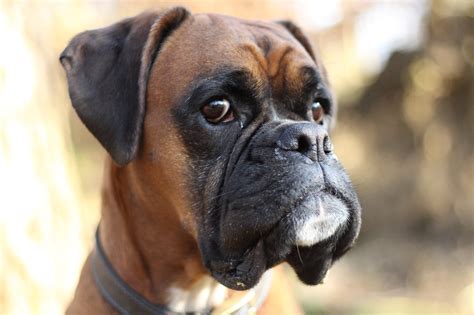  The modern Boxer breed we know and love today was originally developed in Germany in the late s