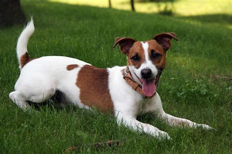  The modern Jack Russell Terrier is normally white in color with brown patches