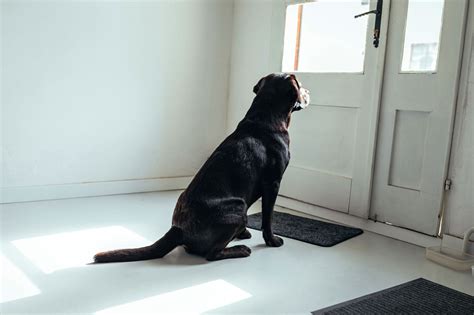  The more dependent or social a dog is, the more likely they are to deal with separation anxiety when left alone