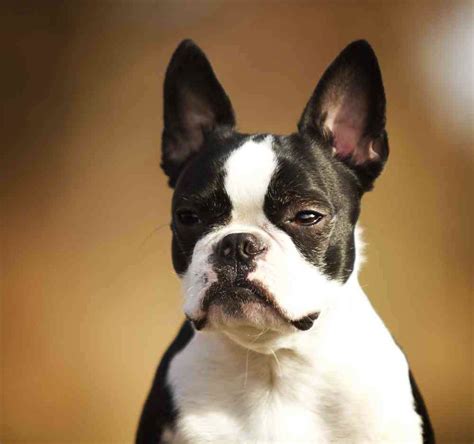  The most accepted version of the facts considers the Boston Bulldog as a crossbreed, a hybrid dog that is half Boston Terrier, half English Bulldog
