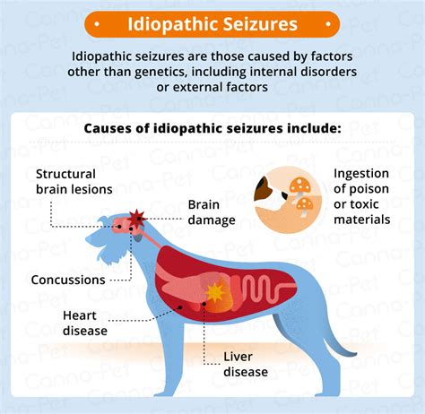  The most common cause of seizure in a dog is idiopathic epilepsy, which is usually a genetical predisposition, but there is no exact cause known