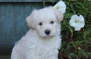  The most common colors of coat for a Westiepoo are white or cream and sometimes black or tan