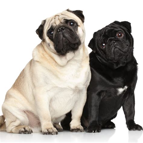  The most common pug colors: Fawn Pug Fawn is the most common pug color