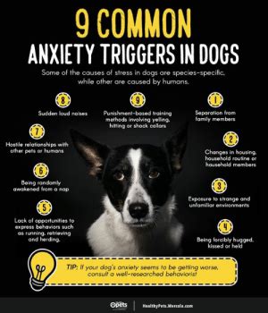  The most common stressors for dogs are loud noises, separation from owners , changes to a routine, and being around strangers