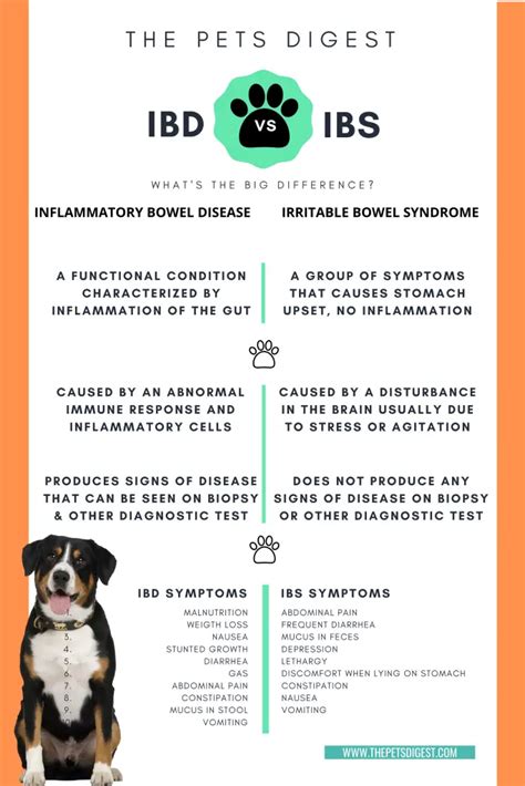  The most frequent signs of IBD in canines are puking, losing weight, bloody poop, stomach pain, and fatigue