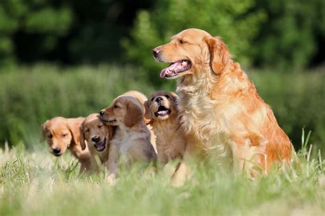  The most important part of a good breeder is how they raise and nurture their puppies