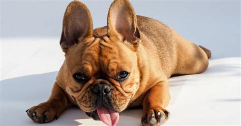  The most obvious physical attribute of French bulldogs is their ears
