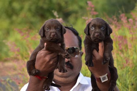  The most popular species are available in Bangalore, Labrador Retriever Rs
