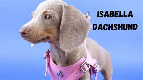  The most recognized Isabella variety is an isabella dog that has both bb and dd making it the typical, most recognized light champagne Isabella color
