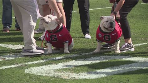  The new mascot will succeed Uga X, affectionately known as Que, who will retire as the winningest mascot in Georgia history