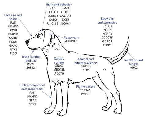  The nose and other parts do close up and resort to the genes of the dog