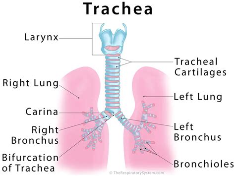  The nostrils are often too small, and sometimes the trachea, or windpipe, is narrow and undersized