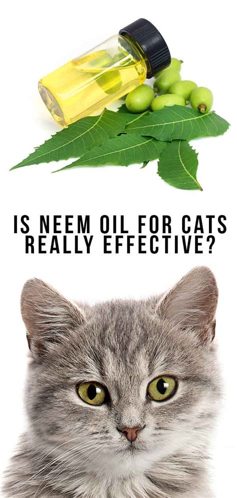  The oil is fit for use in cats of all ages