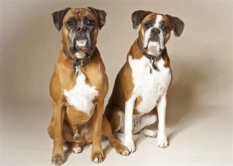  The only difference between the male and female black boxer dogs is the height