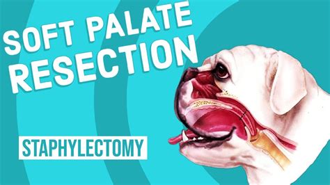  The only treatment for a cleft palate is surgery to close the hole, although not all dogs with a cleft palate require the surgery