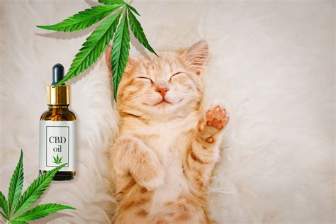 The only way to know for sure whether CBD oil can help your cat is by giving it a try