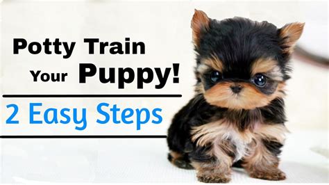  The only your pup gets the harder it will be to train them