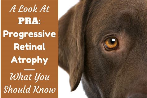  The other most common Chocolate Lab health problems are: Progressive Retinal Atrophy Cataracts Elbow Dysplasia As is the case with any dog, when you bring home a Chocolate Labrador, make sure that you have a good vet to handle routing vaccinations and check-ups as well as emergency health problems