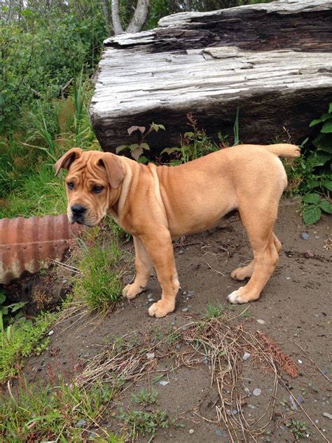  The other parent breed in the cross can have a big effect on what size to expect in your African Boerboel Mix puppy