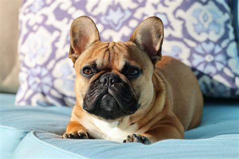 The overall body and appearance between a standard french bulldog and a real Big-Rope french bulldog are practically identical