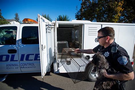 The owner was taken to court a month later, and the DA was successful in getting all the dogs signed over to the Stanislaus Animal Services Agency