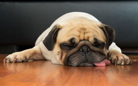  The pain and discomfort can make dogs lethargic and have distinct behavior changes