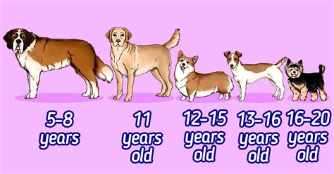  The parent breeds have a lifespan of around 11 to 14 years