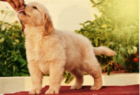  The parents lineage has much to do with the overall price of any of their puppies