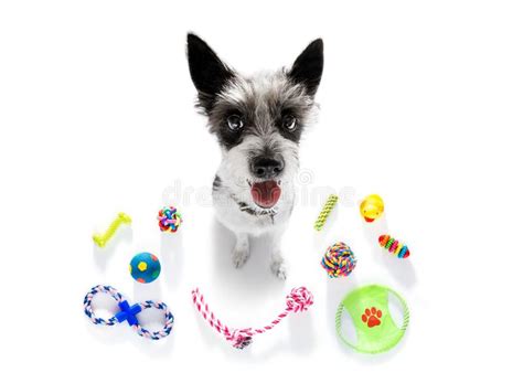  The patient played with toys with his owner twice a day and did not bark to make demands