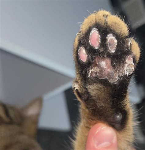  The paw pads of our kitties are another area of the body where cats can quickly absorb CBD… or anything for that matter
