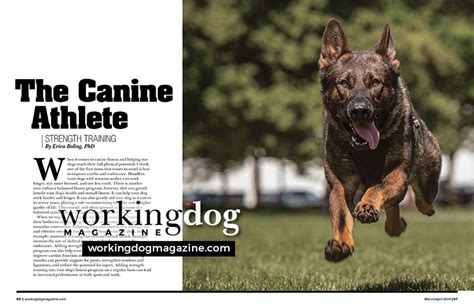  The perfect combination of a working dog, true guardian, powerful athlete and companion